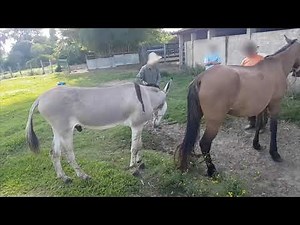 Super Murrah Donkey Meeting First Time - Animals Mating - Horse Mating