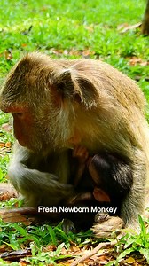 Old Mom Ma Jade feeding her lovely newborn baby, DSCN0976 | Fresh Newborn Monkey