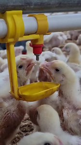 13K views · 197 reactions | Drinking water automatic nipples system in broiler # #pakistanpoultryfarming #Chickens #chicks #eggs | Pakistan Poultry Farming | Facebook