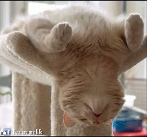 Most Awkward Cat Sleeping Positions | Pets Are My Life