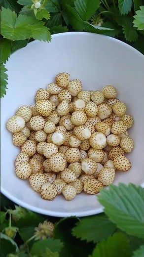 Harvesting Wild White Strawberries | Alpine Strawberries