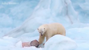 93K views · 558 reactions | Polar bears violently prey on seals #seal #polarbear #hunting | Africa Journey Nature Experience | Facebook