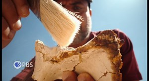 21K views · 657 reactions | A spectacular fossil graveyard reveals a 43-million-year-old whale that had four legs and could walk. Follow scientists as they search for new clues to how mammals moved from land into the sea to become the largest animals on Earth. Watch NOVA l PBS When Whales Could Walk Wednesday at 9pm and stream on the PBS app: https://bit.ly/40oz16q | New Mexico PBS | Facebook