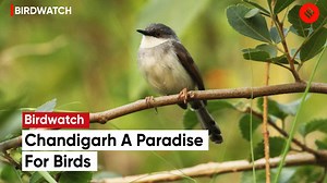Chandigarh The City Beautiful: A Paradise For Birds | The City Beautiful Chandigarh #Chandigarh #TheCityBeautiful #Birds | Indian Express