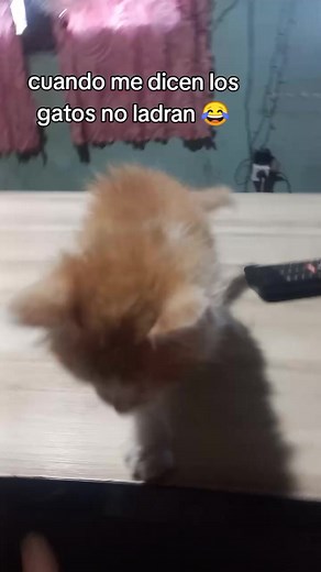 Gatos que no ladran: videos divertidos de gatos que hablan y maúllan