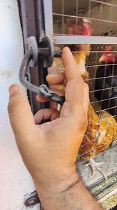 2 egg 🥚 collect in single cage yahooooo!!!!! | Smart Fancy Farm