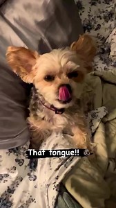 Tongue Out Tuesday! 🐶😛 #dog #cutedog #tongueouttuesday #cutenessoverload | Travel Girl and Her Dog