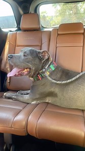 46 reactions · 5 comments | Chonk Norris strutted into @ivo.staff for...