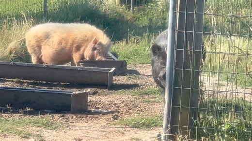 Watermelon and Cheerios (honey nut, of course.) 🙌🏻💕🥳 | Frog Song Farm Sanctuary