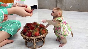 Jenna Pull Very Strong To Get Breakfast Jenna Very Surprise To See Alot Of Rambutan | Monkey Dodo