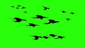 Flying Crows Sky Green Screen Chroma Stock Footage Video (100% Royalty-free) 3999707321 | Shutterstock
