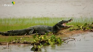 Parque Nacional do Pantanal Matogrossense - Pantanal Norte | Pantanal Oficial