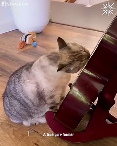 9.2K views · 472 reactions | Meet Fraulein, a guitar virtuoso!  | MetDaan Animals | Facebook