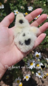 5K views · 116 reactions | My ideal spot pattern for paint  #paintsilkies #paintsilkiechick #daydream #silkies #silkiechickens #chickshatching #chicksofinstagram #fluffychicks #backyardpoultry #backyardpoultrymag #backyardchickens #cityyolks #silkiesofinstagram #chickens #poultry #crazychickenlady #cowprint | Diva Girl Silkies | Facebook