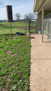 Prairie Paws Animal Shelter - Ottawa KS on Reels | Facebook