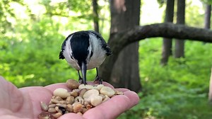 17K views · 1.9K reactions | A White-breasted Nuthatch picks up a suet nugget and then decides to take advantage of the free sunflower seeds. After a few seeds he takes a suet nugget to eat later. | Jocelyn Anderson Photography | Facebook