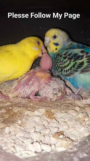 Budgies 🥰🥰🥰 budgies,baby budgie,budgie,baby budgies,baby budgie growth stages,budgie growth stages,budgie hatching,how to hand feed baby budgies,budgie care,budgie breeding,budgie baby,hand feeding baby budgies,baby budgies growth stages,budgie baby growth stages,budgie egg,cute budgie,budgie growth day by day,baby budgies hand feeding,budgie sounds,budgie chicks,baby budgies growth stage,denny the budgie,hand feeding budgies,budgies baby growthBird Solution | Bird Solution