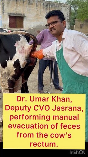 performing manual evacuation of feces from the cow’s rectum.