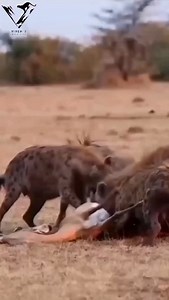 339K views · 13K reactions | The spotted hyenas. #hyena #africanwildlife #worldwildlife #indianwildlifeofficial #nationalgeographic | Vivek Mandya C | Facebook