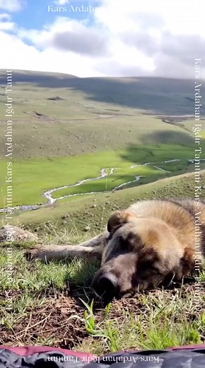 Kolay değildir; uğruna her şeyinizi verdiğiniz insana yabancı gibi bakmak. 👉LÜTFEN BEĞENİP PAYLAŞMAYI UNUTMAYINIZ 👉🙏BEĞEN 👉🙏KAYDET 👉🙏YORUM YAPPP Bu Güzel Paylaşım İçin 🎥 📸 @ teşekkür ederiz 🙏 #sizdengelenler #kars #ardahan #igdir #ığdır #karsardahanıgdırtanitim #karsardahanigdir #kai #kaıtanıtım #kaitanitim #doguekspresi #kaitanitimplatformu #halkozanları #resim #video #muzik #müzik #tbt #tanıtım #tarih #turizim #aşıklar #çıldırgölü #aniharabeleri #karskalesi #kaz | Kars Ardahan Iğdır 