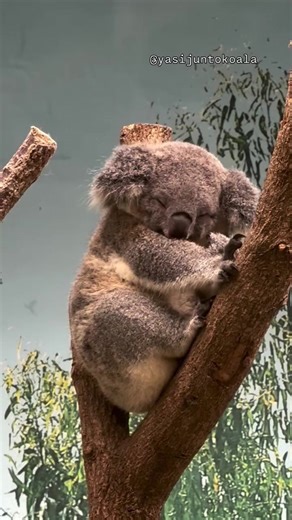 3.2K views · 351 reactions | 殺殺 Iove you koala #koala #reelsfypシ #rells #vairalpost #videos #koalabay #koalalove | Cute koala | Facebook