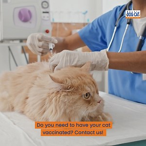 Protect your feline friend from Chlamydiasis!  Stay ahead of common cat diseases with regular vaccinations. Contact your vet today to schedule your cat's vaccination shot and keep them healthy and happy! ‍⚕️六‍⚕️ (Hospital hours is from Mondays to Saturdays 7AM to 5PM): 0908-896-7113 (Viber too!) ☎️ 8896-6386 / 8896-2860 #CatHealth #Chlamydiasis #Vaccination | Makati Dog and Cat Hospital | Facebook
