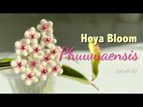 🌸 Hoya Phuwuaensis | HOYA BLOOM | Peduncle growth | Flowering process | Floral scent