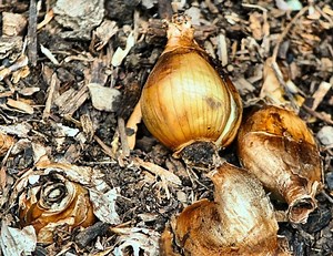 Planting bulbs guide