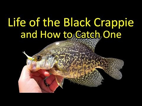 Life of the Crappie and How to Catch One Fishing