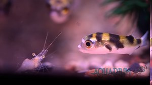 Fish insight : Amazon Puffer #freshwater #puffer #fish #community | Aquarium Knoxville