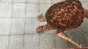 deux tortues de mer dans les : vidéo de stock (100 % libre de droit) 3908238475 | Shutterstock