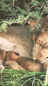 208K views · 3.8K reactions | Annoyed Lion Cub! #shorts#lion | The Lion | Facebook