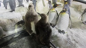 42K views · 1.8K reactions | You’re bound to see some extra “fluff”...