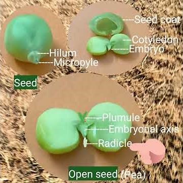 #Adventitiousroots #Proproots #Climbingroots #Stiltroots #Radicle #Shorts #Botany#Roots