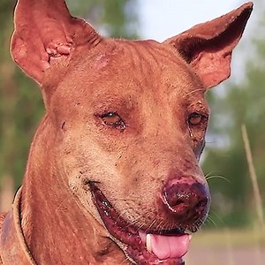 Jerry and Aaru are made for each other | Dog protecting | Slaven Dogs