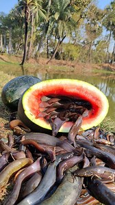 Watermelon trap fishing video #fishing #video #reels #fish #trap | Only Fishing