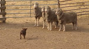 254K views · 1.3K reactions | Kelpies — we all love them, and many of us have one as a pet, but what are the true origins of this Australian breed? Turns out the farming companion could have originally come from Scotland!  More on #TasteofLandline 8pm Friday | ABC Landline | Facebook