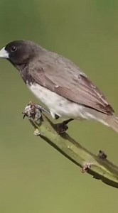 Papa-capim solto na natureza! - - vídeo por: esterramirezphatography | Vaqueiro Postou