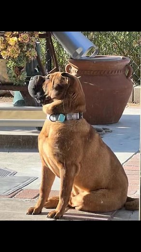 32 reactions | Pei People Shar Pei Rescue on Reels | Facebook