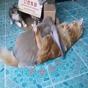 9.5K views · 70 reactions | Mds  coelho tarado | Babados ∞ | Facebook