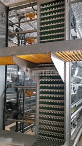 🎉🐔 A layer chicken farm for 50,000 chickens! 🐣 Our state-of-the-art layer cages ensure the best living conditions for our feathered friends, maximizing egg production and quality. 🥚🌟 Join us in celebrating this milestone achievement and let's create a brighter future for the poultry industry together! 🎊🐓 📲WhatsApp: 86 185 6181 8850 ✉️Email: admin@retechfarming.com www.retechfarming.com #RetechFarming #PoultryEquipment #ChickenFarm #PoultryCage #layerchickenfarm #layercage | Retech Farmin