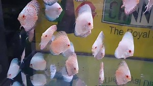 22 reactions | Disponibili in negozio Discus white butterfly e white Pigeon 10cm OFFERTA 49.00 euro cad. ACQUISTI 4 discus il 5 in REGALO Allevamento Italiano The royal discus Acquista direttamente sul nostro STORE ONLINE https://discus.center/tutti-i-prodotti Tel.0236643560 cell. 3428732515 SPEDIZIONE e consegne in TUTTA ITALIA ed EUROPA | I Discus di Cannilla The Royal Discus Riproduzione e Allevamento Italiano | Facebook