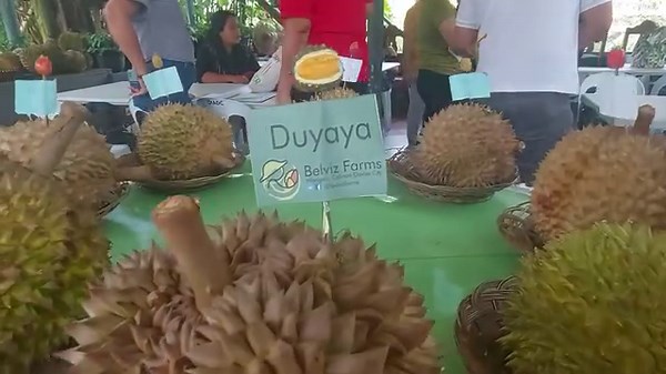WATCH: Durian varieties at the Belviz Farms in Barangay Wangan, Calinan, Davao City on Saturday (Sept. 30, 2023). The Department of Agriculture and organizer Durian Industry Association of Davao City are preparing for the first Philippine Asia Durian Summit on Oct. 25 to 27. The Philippines has been exporting fresh durian to China since April, with the first batch of about 28 tons sent from the Davao International Airport. The export is part of a USD2-billion deal sealed between the Philippines 