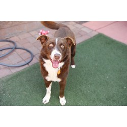 Sedona, AZ - Border Collie. Meet Cooper a Pet for Adoption - AdoptaPet.com