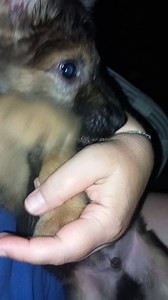 Puimic aka Castravete aka Pickles va spune Noapte Buna! | Kola Kariola