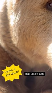 Lions Tigers & Bears on Reels