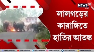 21 reactions | Lalgarh | লালগড়ের কারাঙ্গি এলাকায় ফের হাতির আতঙ্ক | সকালে কুড়িটির বেশি হাতির দল লোকালয়ে ঢুকে পড়ে #Jhargram #Lalgarh #Elephants | News18 Bangla | Facebook