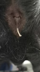 La tenia del perro (Dipylidium caninum) es una especie de platelminto de la clase Cestoda (gusanos planos). Es parásito de los cánidos y los félidos en general, así como de los demás animales que hospedan pulgas, sobre todo de las especies Ctenocephalides canis y Ctenocephalides felis, es decir, las pulgas comunes del perro y el gato, respectivamente, y más raramente la Pulex irritans, la pulga del hombre, o el piojo canino Trichodectes canis. | Medicina Veterinaria Practica