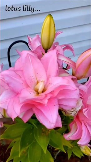 lotus lilly...❤️ ❤️ 😍 💖