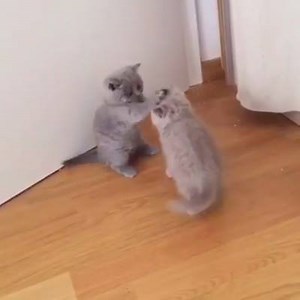 5.7K views · 126 reactions | Such a ferocious battle! | Kitty Cat Mansion | Facebook